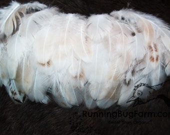 Loose Ethical Feather Assortment Molted Real Bird Plumage Cruelty Free Natural Plumes For Crafts Barnyard Hen White Mix Qty 30 Size 1.5-2.5"