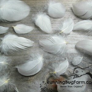 Ethical miniature White Wyandotte bird feathers for crafts. The chicken plumes are any size less than one inch.