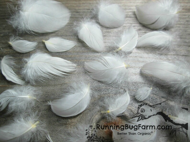 Ethical miniature White Wyandotte bird feathers for crafts. The chicken plumes are any size less than one inch.