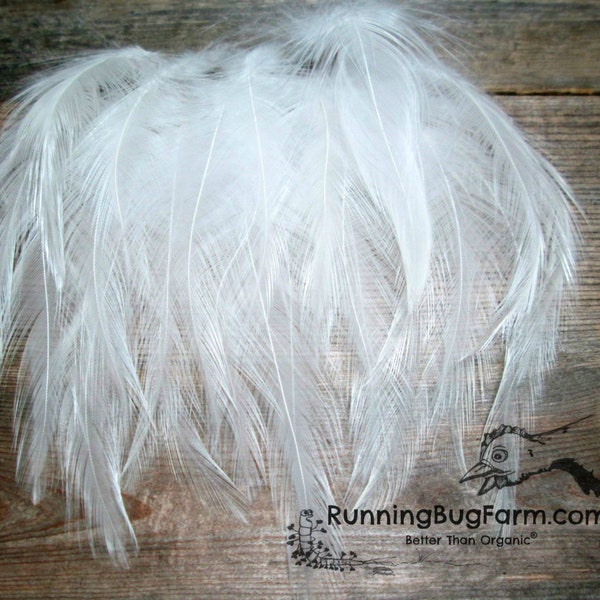 Skinny Cruelty Free White Rooster Hackle Feathers Ethical Natural Molted Feathers Loose Real Bird Feathers For Eco Crafts Qty 25 Size 3-3.5"