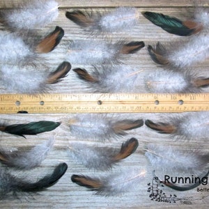 Black Laced Red Wyandotte Rooster Feathers For Crafts laid out next to a USA ruler and a penny for scale.