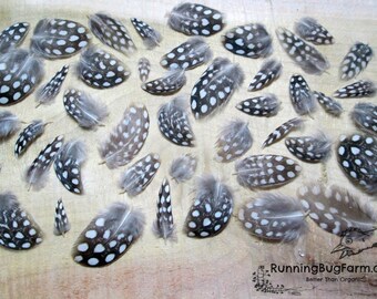 MINI Cruelty Free Guinea Fowl Feathers Natural Real Bird Plumes with Polka Dots Teeny Grey and White Plumage for Crafts Qty 30 Size <1"