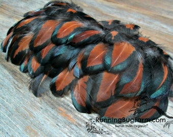 Cruelty Free Real Bird Feathers Natural Metallic Black Laced Red Rust Organic Free Range Rooster Plumes for Crafts Qty 30 Size 1.5-2.5"