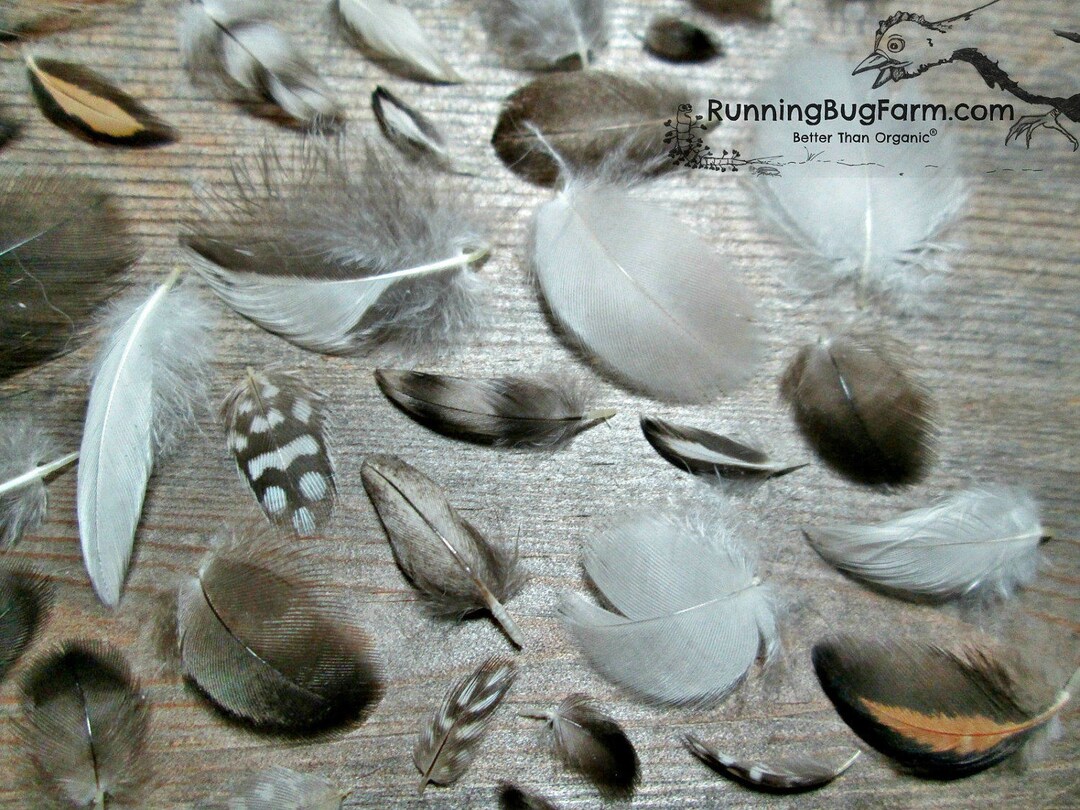 MINIATURE Feathers Cruelty Free Feather Assortment Real Bird Feathers