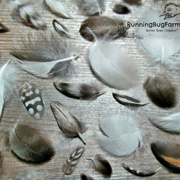 MINIATURE Feathers Cruelty Free Feather Assortment Real Bird Feathers Ethical Natural Feathers MINI Feathers For Crafts Art Qty 30 <1.5" XS