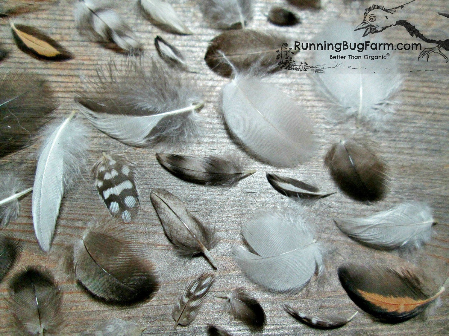 Real Bird Feathers 