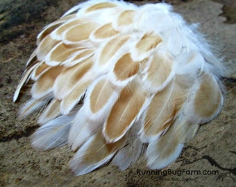 Natural Real Bird Feathers Cruelty Free White Laced Beige Feathers For Crafts Small Eco Buff Laced Polish Hen Plumage Qty 30 Size 1.5-2.5"