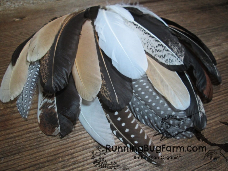 Mixed cruelty free real wing and tail feather variety pack for crafts from Running Bug Farm.