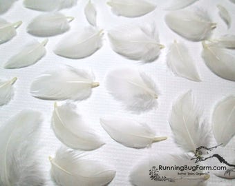 White Feathers Miniature Feathers Real Feathers Tiny Feathers Natural Feathers Cruelty Free Feathers Bird Feathers For Crafts Qty: 30 < 1"