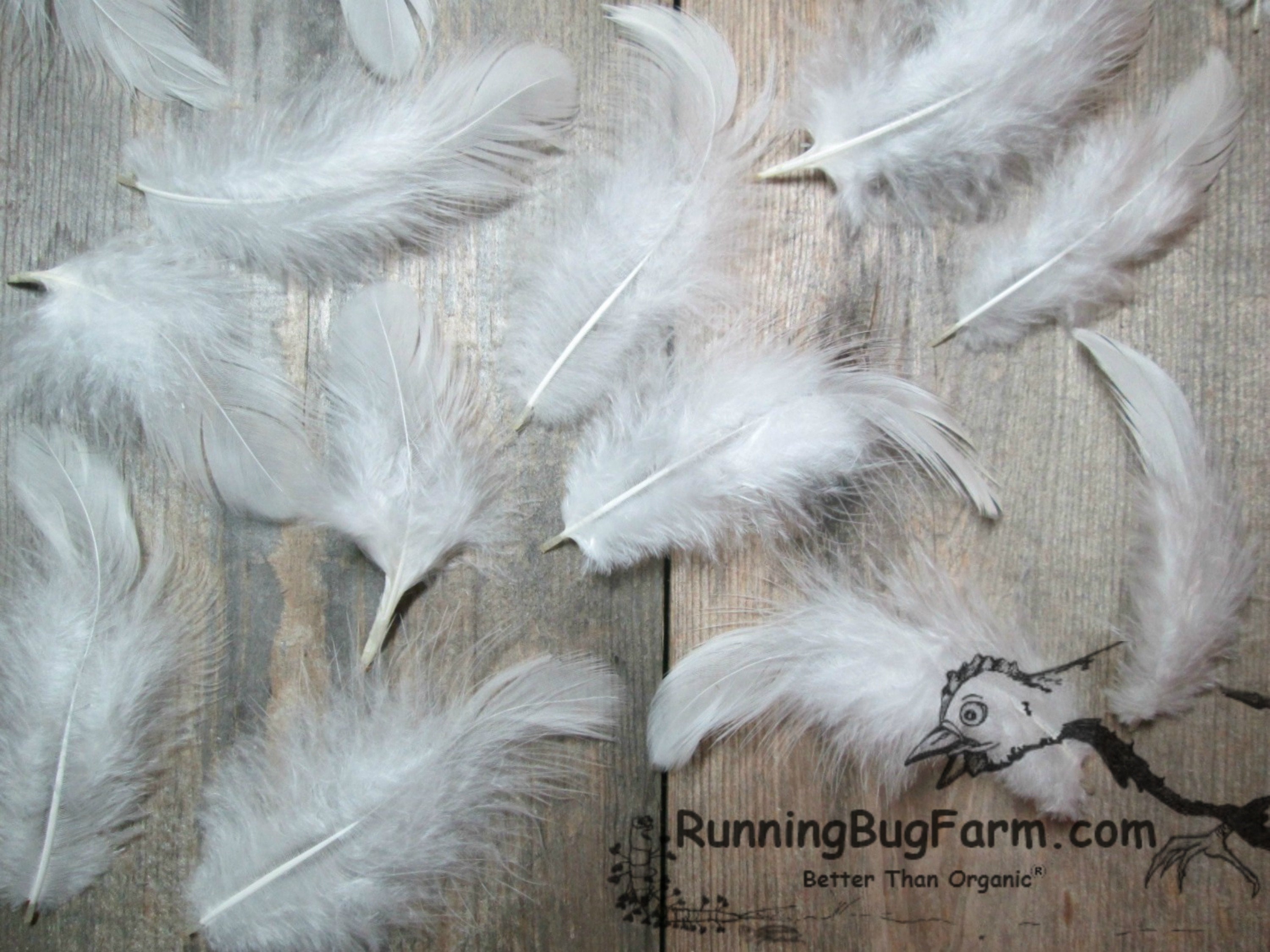 Over 100 White Goose Quill Craft Feathers Fly Tying Jewelry Hobby DIY