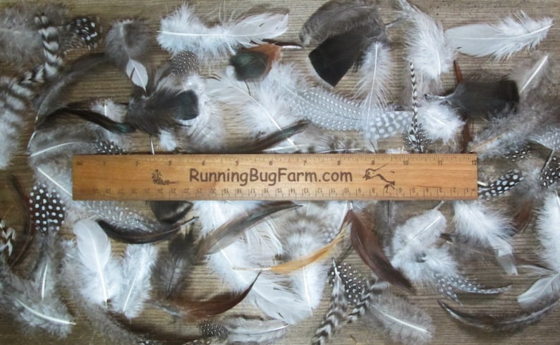 Bulk Pet Feathers 500 Assorted Flawed Feathers For Cat Toys With A Running Bug Farm Ruler For Scale.