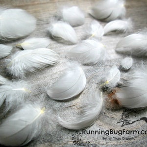 Miniature extra small white real bird feathers for crafts from Running Bug Farm.