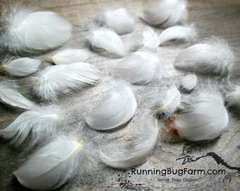 MINIATURE White Feathers Real Feathers White Wyandotte Rooster Feathers Natural Feather Cruelty Free Bird Feathers For Crafts Qty 30 < 1" XS