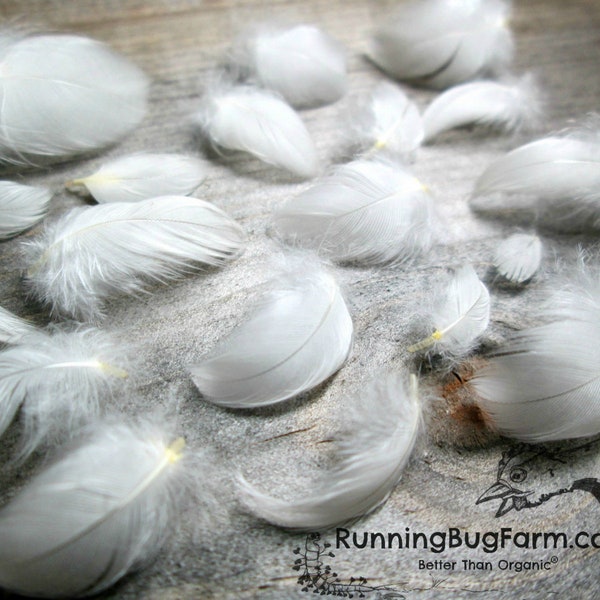 MINIATURE White Feathers Real Feathers White Wyandotte Rooster Feathers Natural Feather Cruelty Free Bird Feathers For Crafts Qty 30 < 1" XS