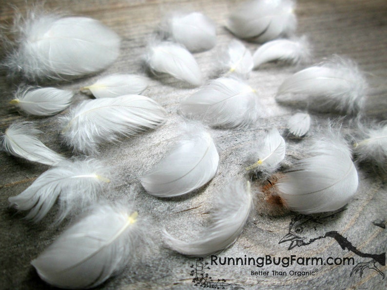 Miniature extra small white real bird feathers for crafts from Running Bug Farm.