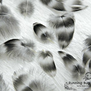 Ethically Sourced Bulk and Wholesale Feathers for Crafts - Running Bug Farm