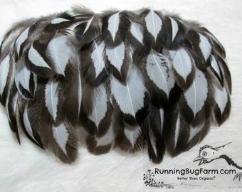 Cruelty Free Feathers Black and White Real Bird Feathers SMALL Natural Loose Silver Laced Hen Feathers For Crafts Qty 30 Size 1.5-2.5"