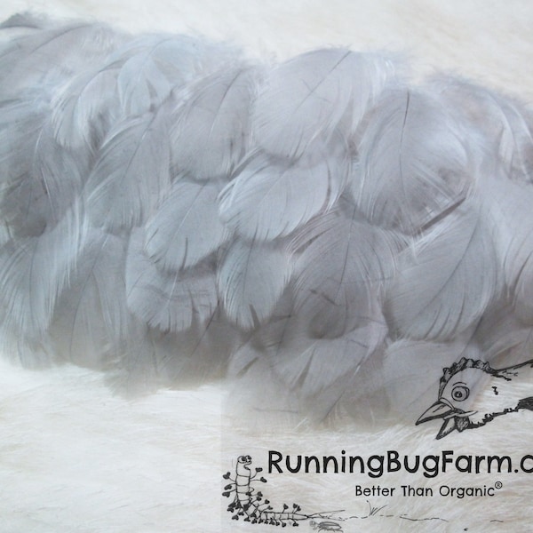 Cruelty Free Feathers Lavender Dove Grey Feathers For Crafts Naturally Molted Ethically Raised Small Real Bird Plumes Qty  30 Size 1.5-2.5"