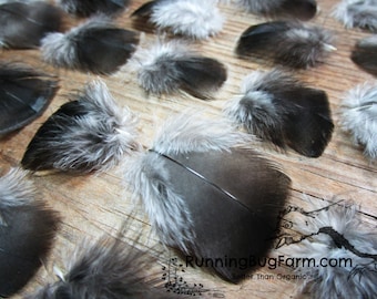 Cruelty Free Bronze Turkey Hen Feathers MINIATURE Real Bird Feathers Ethical Natural Blunt Black Feathers For Eco Crafts Qty 30 Size 1-1.49"