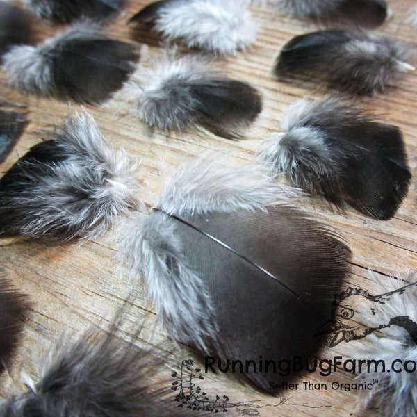 Cruelty Free Bronze Turkey Hen Feathers MINIATURE Real Bird Feathers Ethical Natural Blunt Black Feathers For Eco Crafts Qty 30 Size 1-1.49"