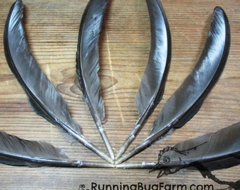 Cruelty Free Primary Right Left Black Rooster Wing Feathers For Crafts Ethical Chicken Plumage Real Flight Feather Pairs Qty 6 Size 8-8.5"