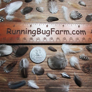 Miniature Cruelty Free Feather Assortment Real Bird Plumage Ethical Natural Mini Plumes For Crafts Laid Out Next To A Running Bug Farm Ruler And A Quarter For Scale Qty 30 <1.5" XS