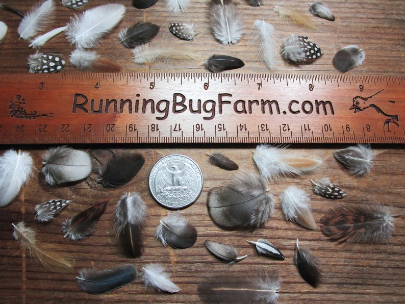 Miniature Cruelty Free Feather Assortment Real Bird Plumage Ethical Natural Mini Plumes For Crafts Laid Out Next To A Running Bug Farm Ruler And A Quarter For Scale Qty 30 <1.5" XS