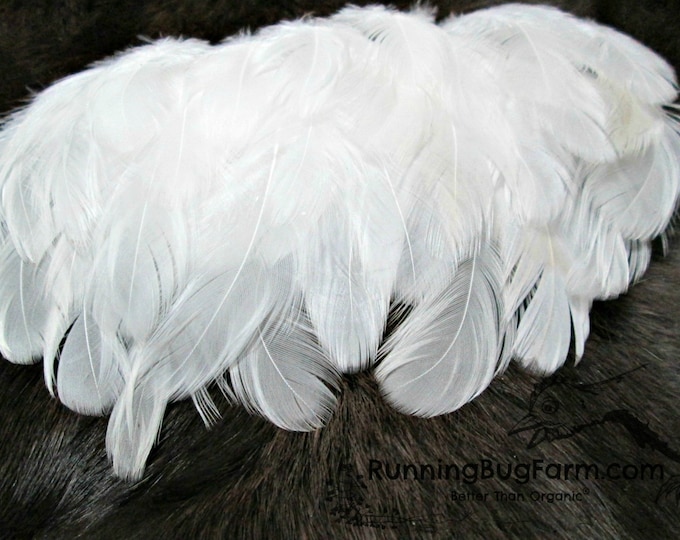 Cruelty Free Feathers White Feathers Natural Humane Loose Real Bird