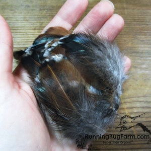 Multi colored ethical Speckled Sussex hen chicken feathers in an adult woman's hand for size scale from Running Bug  USA.