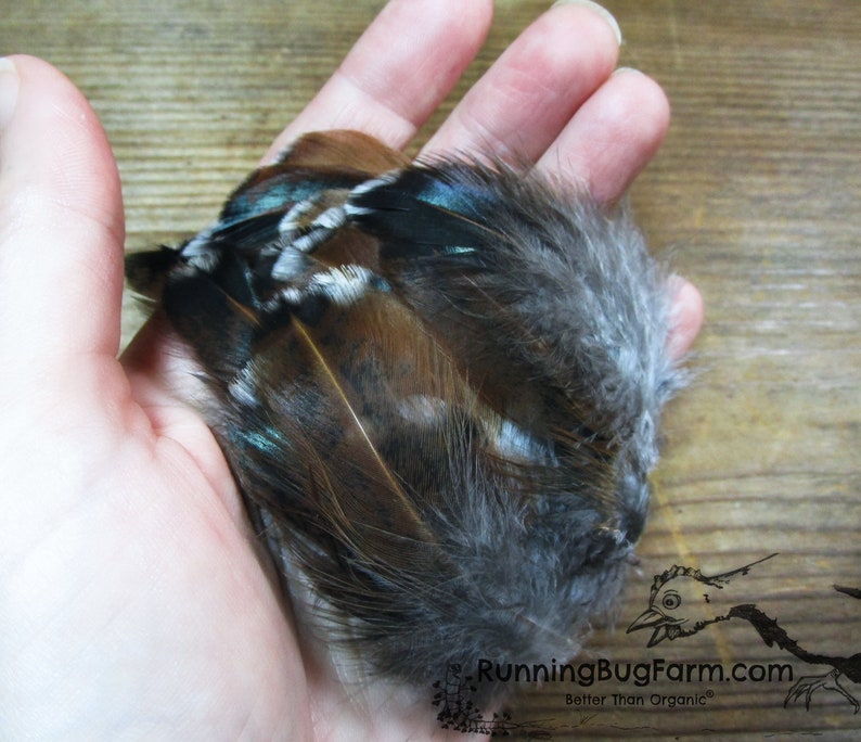 Multi colored ethical Speckled Sussex hen chicken feathers in an adult woman's hand for size scale from Running Bug  USA.