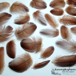 Cruelty Free MINIATURE Red Feathers from Real Birds Mini Ethical Natural Rust Chestnut Brown Hen Feathers for Crafts (30, 1-1.49&quot;)