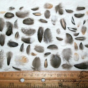 Miniature Cruelty Free Feather Assortment Real Bird Plumage Ethical Natural Mini Plumes For Crafts Laid Out Next To A Ruler For Scale Qty 30 <1.5" XS