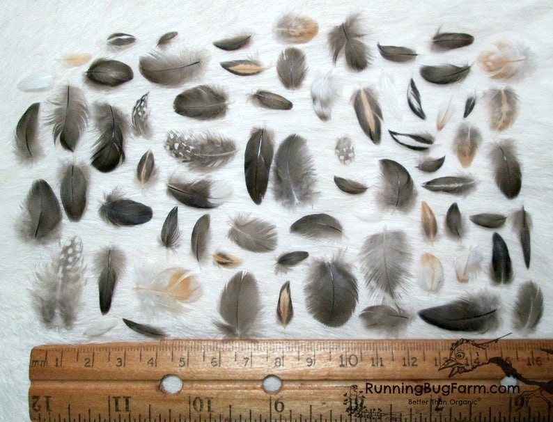 Miniature Cruelty Free Feather Assortment Real Bird Plumage Ethical Natural Mini Plumes For Crafts Laid Out Next To A Ruler For Scale Qty 30 <1.5" XS