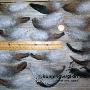 Black Laced Red Wyandotte Rooster Feathers For Crafts laid out next to a ruler and a penny for scale.