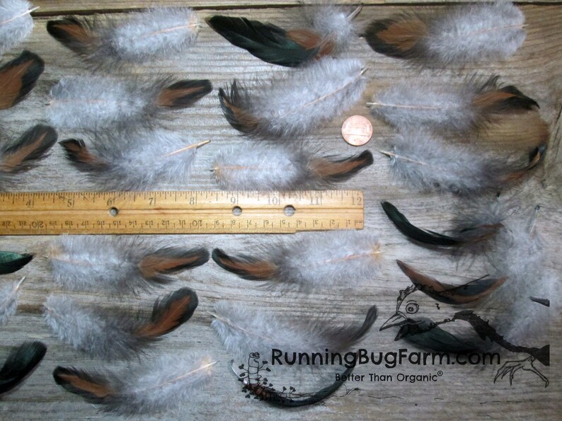 Black Laced Red Wyandotte Rooster Feathers For Crafts laid out next to a ruler and a penny for scale.