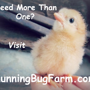 A perching day old chick with text that says, Need more than one? Visit RunningBugFarm.com