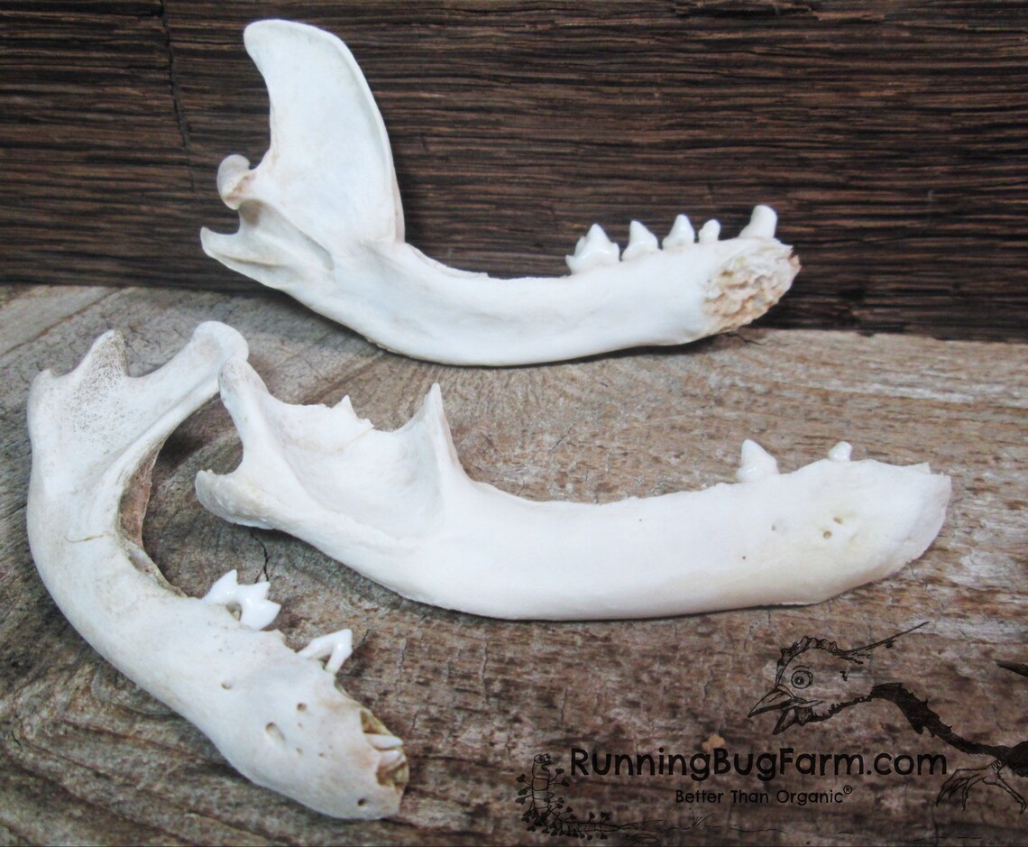 Real Raccoon Jaw Bones With Teeth Natural Raccoon Bone | Etsy