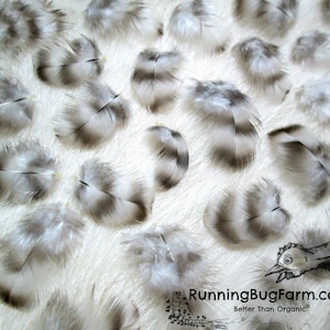 Mini Hawk Like Black and White Barred Feathers Cruelty Free Miniature Rooster Real Bird Plumage for Organic Eco Crafts Qty 30 Size 1-1.49&quot;