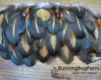 Humane Golden Laced Cochin Rooster Feathers Small Ethical Black & Rust Colored Metallic Plumes for Cruelty Free Crafts Qty 30 Size 1.5-2.5"