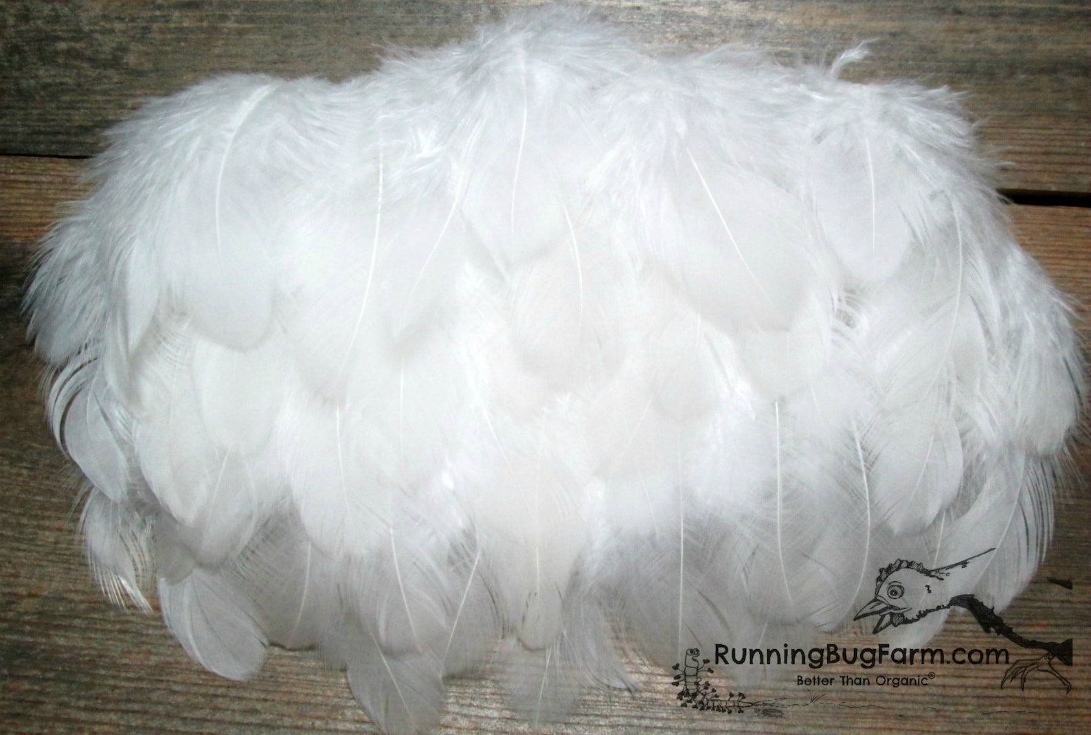 White Feathers Real Feathers Natural Feathers Cruelty Free Etsy