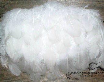 Natural Molted White Feathers Loose Cruelty Free Real Bird Plumage White Rooster Plumes for Art and Crafts USA Eco Farm Qty 30 Size 1.5-2.5"