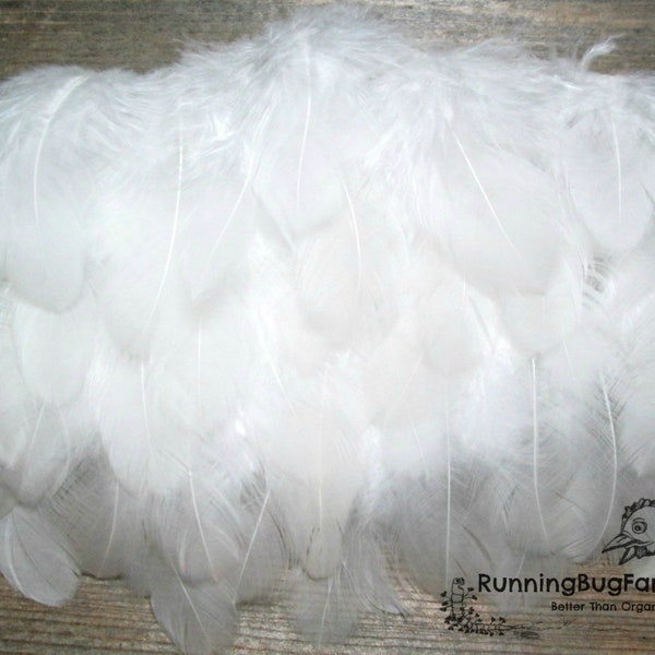 White Feathers Real Feathers Natural Feathers Cruelty Free Feathers Real Bird Feathers White Rooster Feathers For Crafts Qty 30 1.5-2.5"