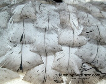 Cruelty Free Blue Slate Turkey Feathers Loose Natural Molted Real Bird Feathers For Ethical Eco Crafts Grey Blue Black Qty 30 Size 1.5-2.5"