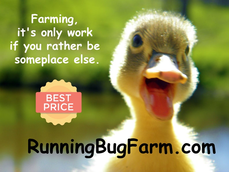 An open mouthed duckling outside with text that says, Farming, it's only work if you rather be someplace else. Best price. RunningBugFarm.com