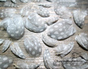 Feathers Cruelty Free MINI Lavender Guinea Fowl Plumes Light Grey MINIATURE Ethical Loose Real Bird Plumage for Eco Crafts Qty 30 Size <1"