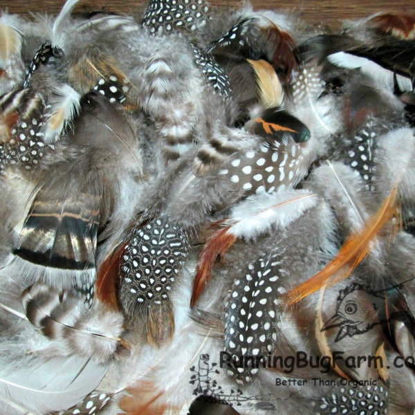 Molted Assortment Guinea Feathers Turkey Feathers Chicken Feathers Duck Feathers Real Loose Natural Mixed Feathers For Crafts 25 1.5-5.5"