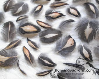 Feathers Cruelty Free MINIATURE Golden Laced Wyandotte Hen Real Black Rust Bird Plumes Natural Ethical Plumage for Crafts Qty 30 Size <1"