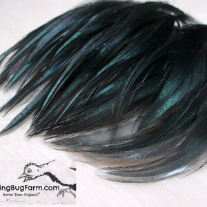 Cruelty Free Metallic Black Hackle Feathers Loose Real Bird Feathers Natural Black Rooster Chicken Feathers For Crafts Qty 20 Size 4-4.5"