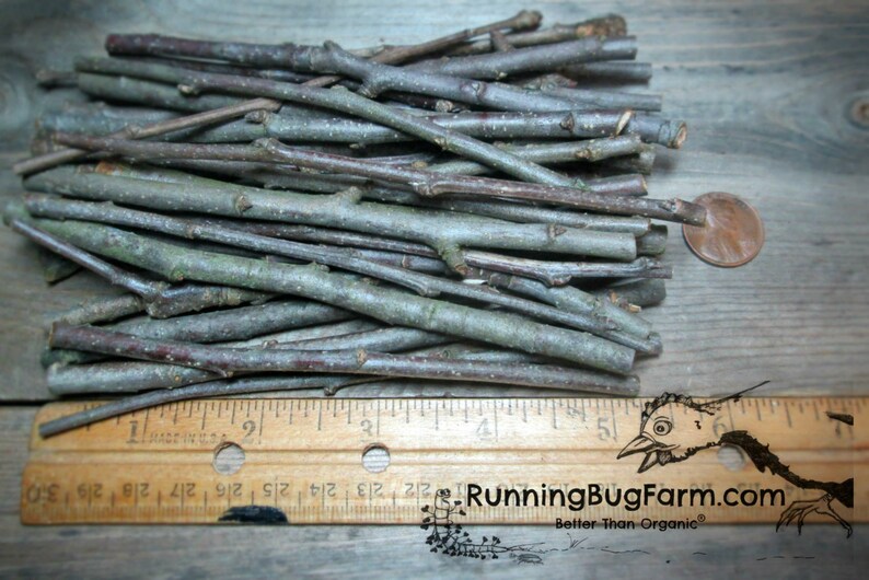 Natural Apple Branch Chew Stick Chew Treats for Bunnies Apple Bunny Treat Rabbit Pet Toys Organic Heirloom Apple Trees Non GMO Rabbit Treats