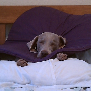 May include: A sleeping Weimaraner dog rests on a bed, wearing a purple cone collar. The dog is nestled on a white pillow, with its paws visible. The bed has a wooden headboard and a patterned pillow.